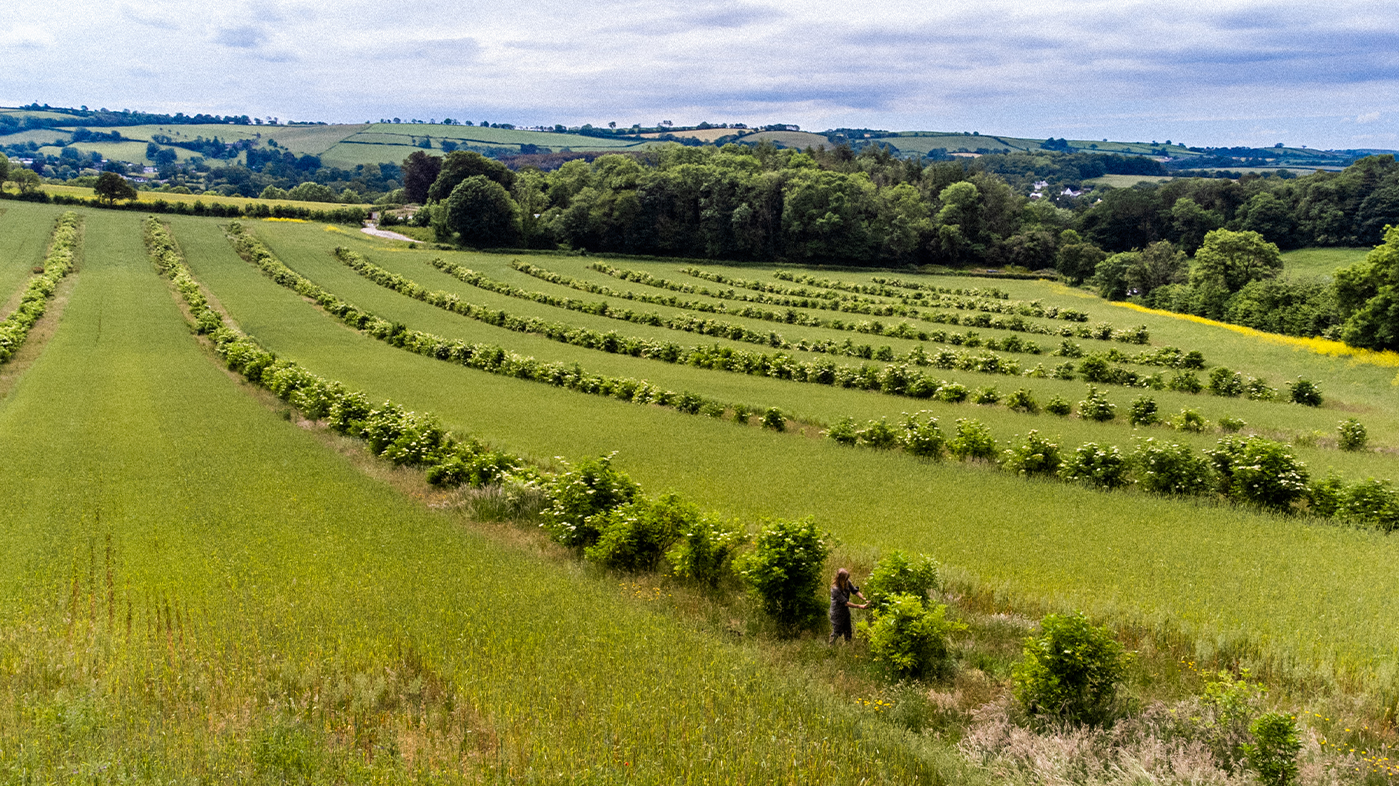 Why Organic Matters
