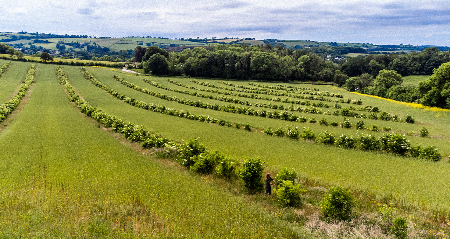 Why Organic Matters