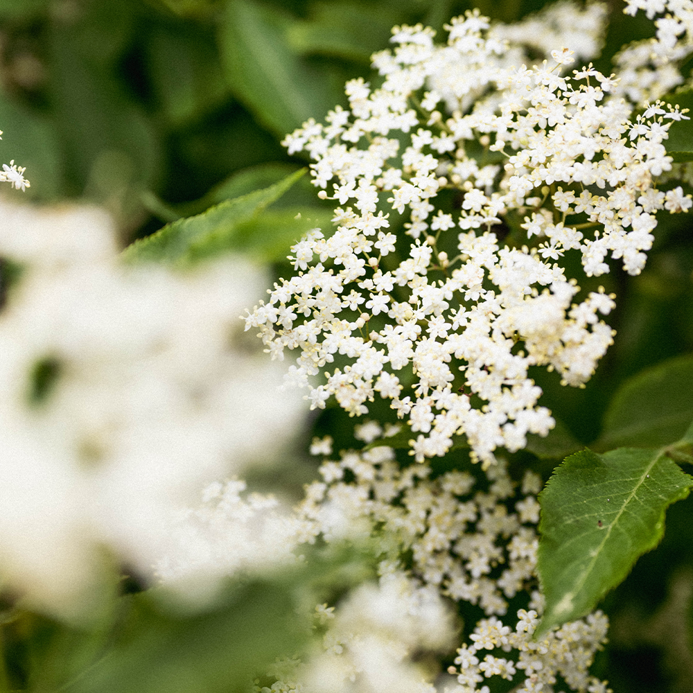 Elderflower - perfect for drinks